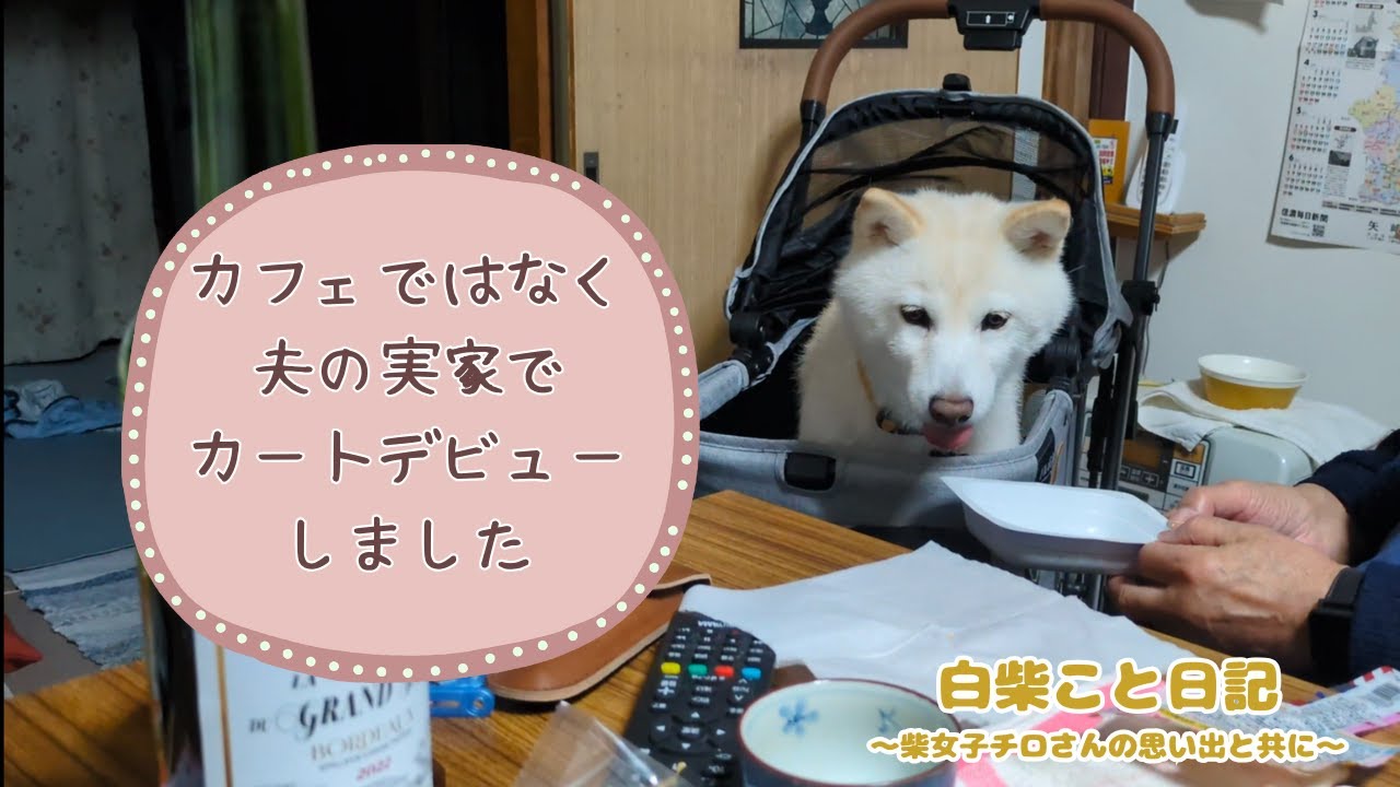 【保護犬 白柴】夫の実家へ行ってきました。ご両親と初対面。ドッグランで焦った出来事｜ペットカートデビュー｜長野