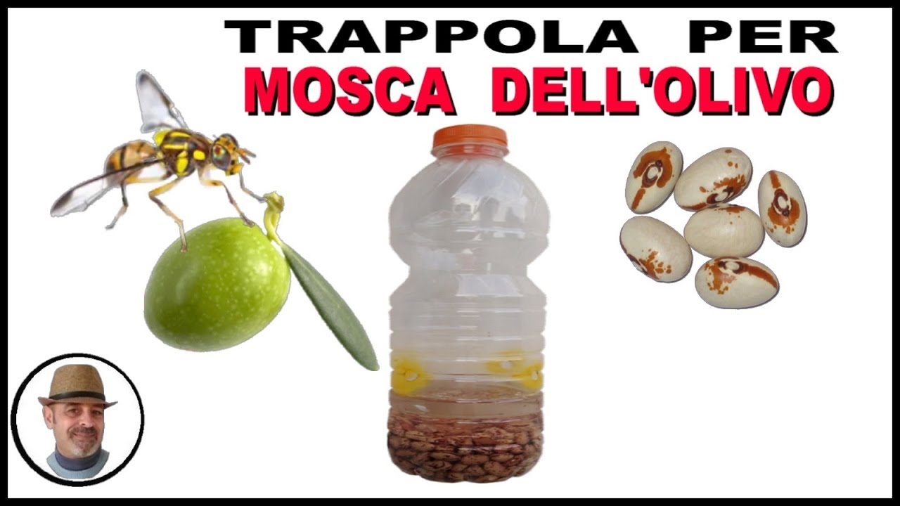 TRAPPOLA MOSCA DELL'OLIVO con attrattivo ai legumi