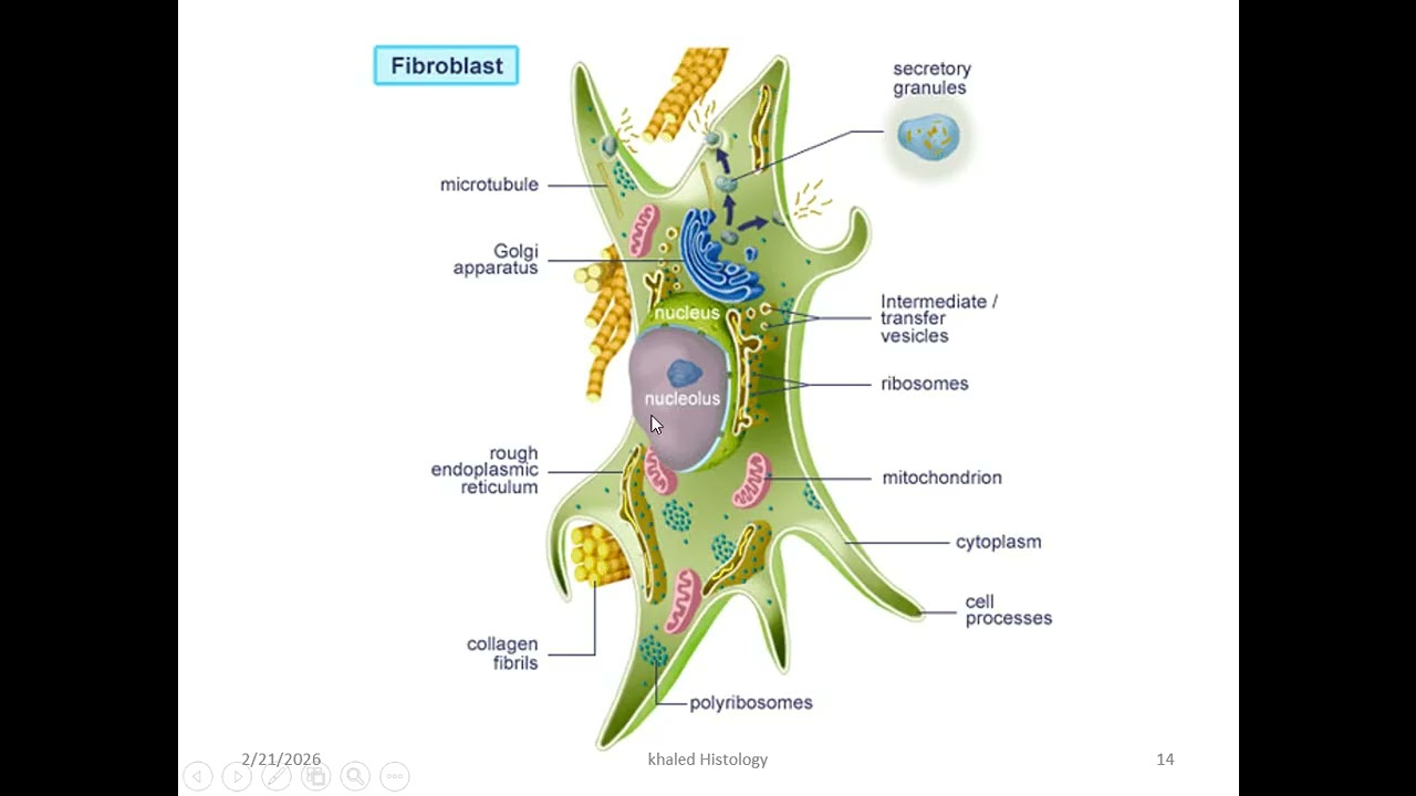 Connective tissue pharma