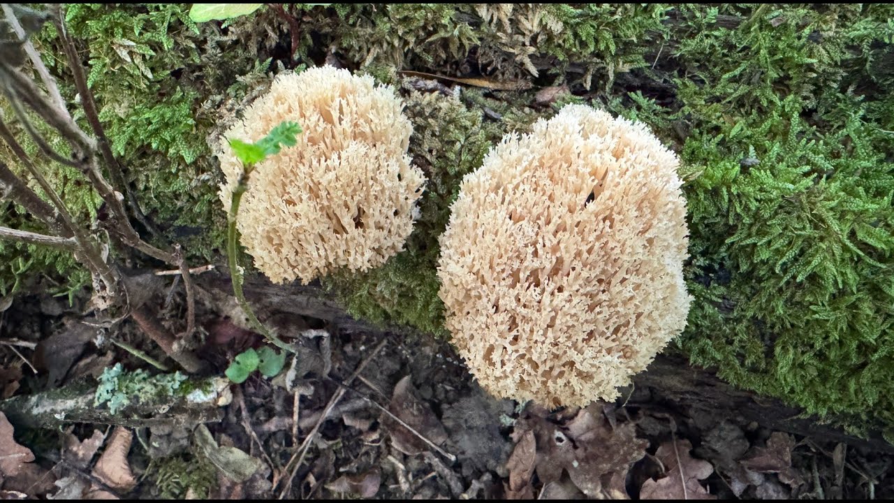 Artomyces pyxidatus, July 27, 2025