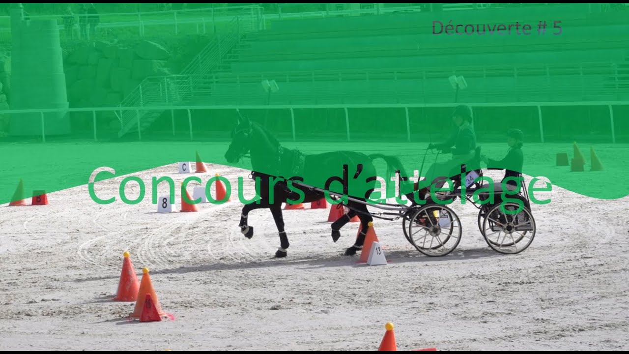 Concours d'attelage