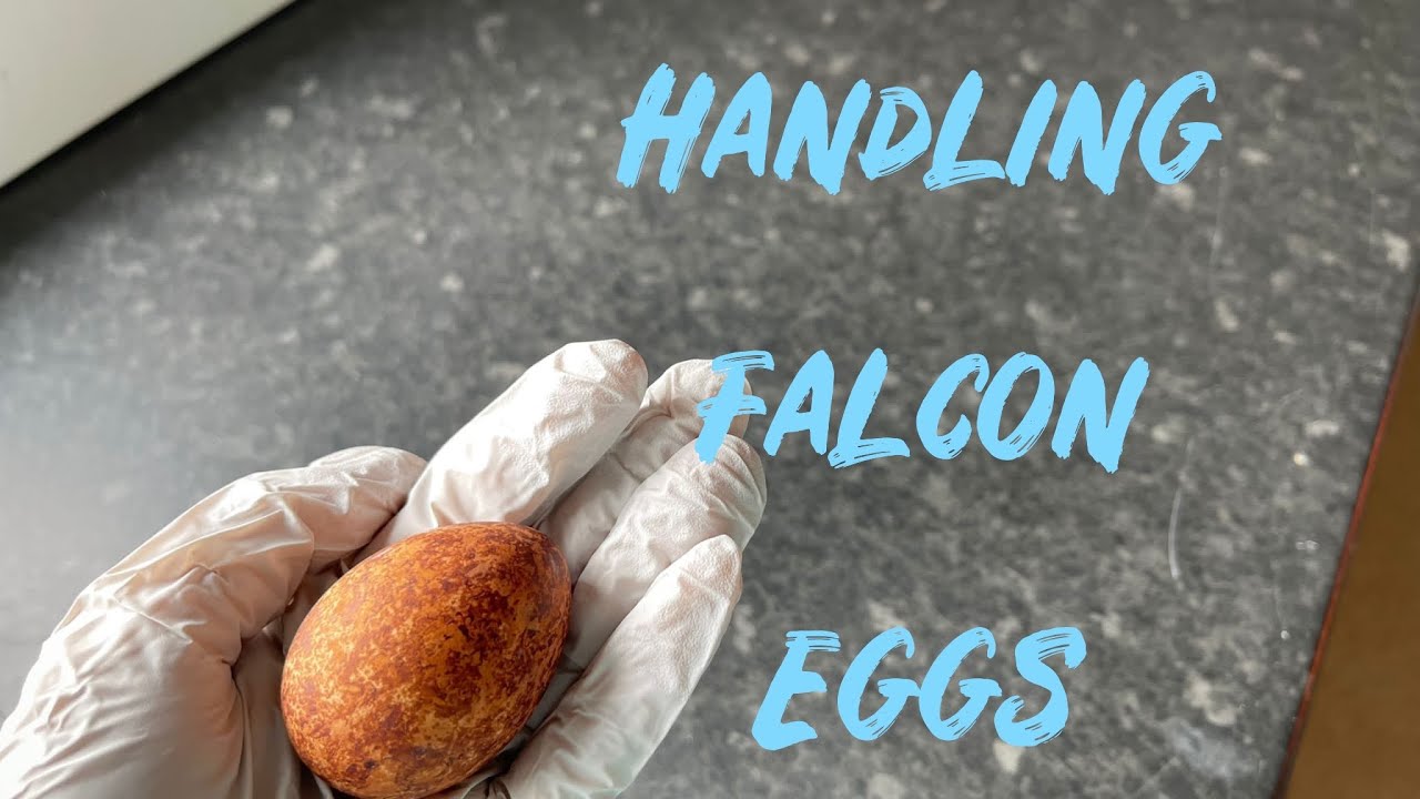 Handling Falcon Eggs
