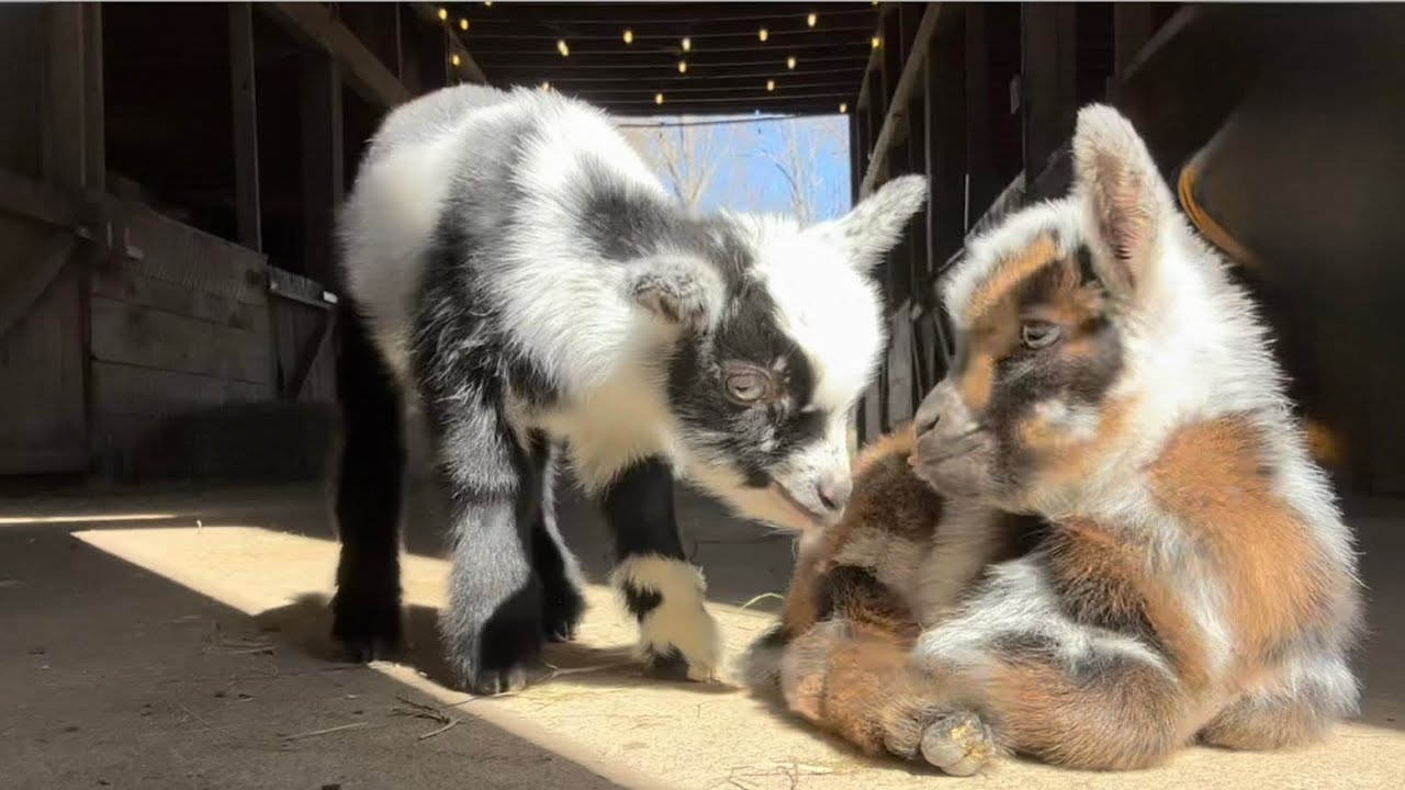 Goat Kids are hoppy rays of sunshine!