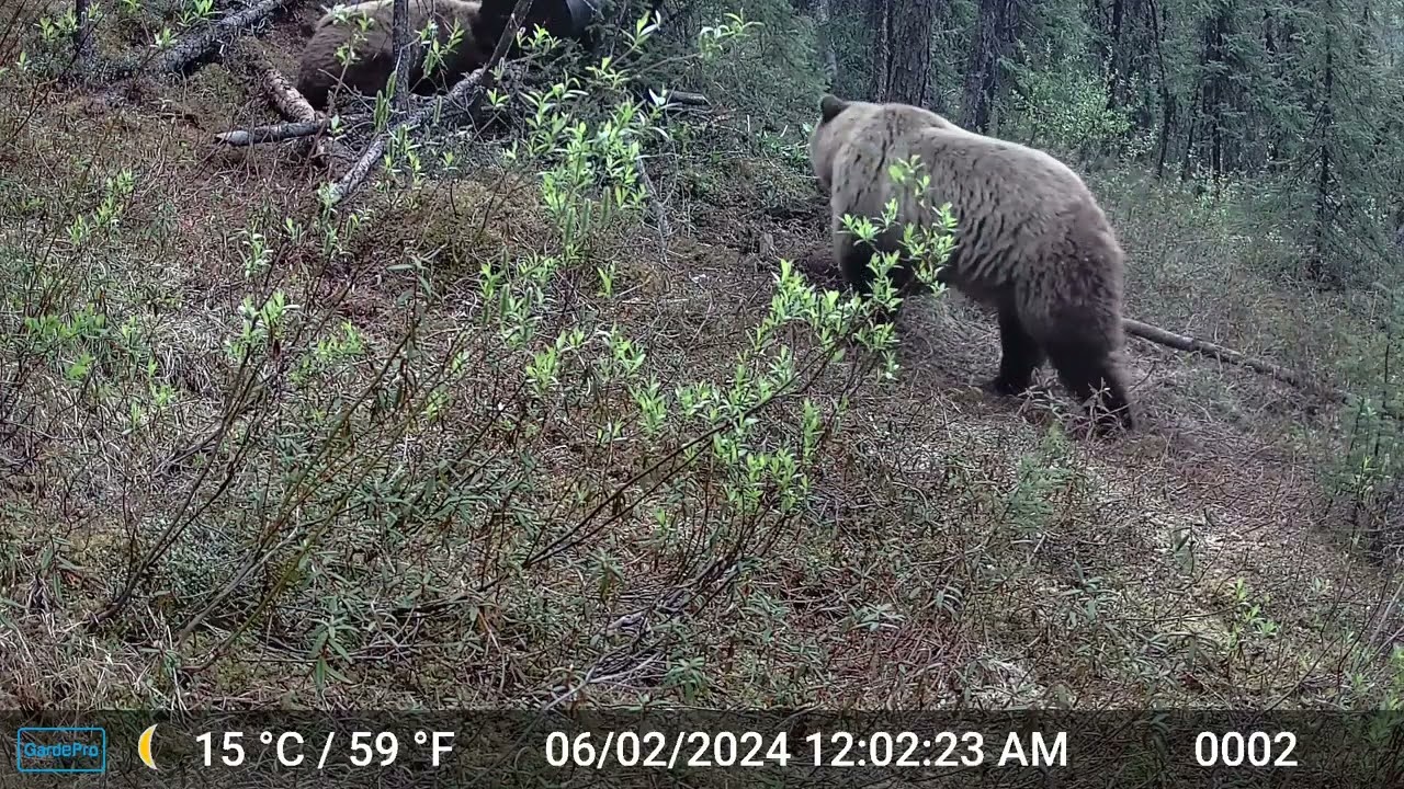 3 Day Lapse: Alaska Grizzlies during the rut!