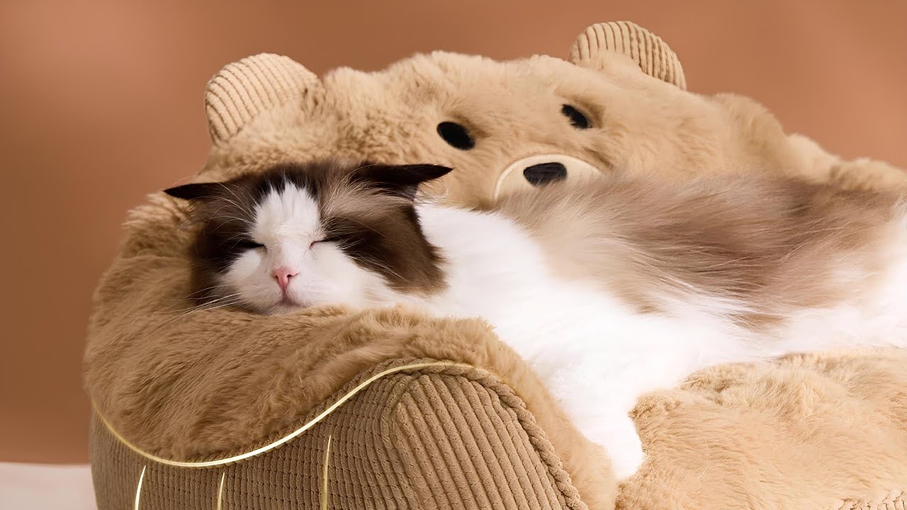 Best Fun and Cozy Cat Accessories That Really Make a Difference!