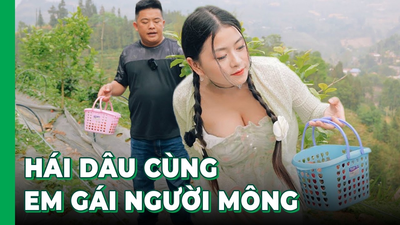 Hải SAPA TV đi hái dâu cùng em gái người Mông cực dễ thương tại Bắc Hà