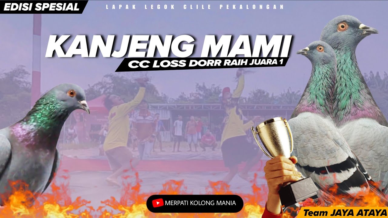 LOSS DORR‼️EDISI SPESIAL K4NJENG M4MI Team JAYA ATAYA Pekalongan JUARA 1 PB DILAPAK LEGOK CLILE 2026