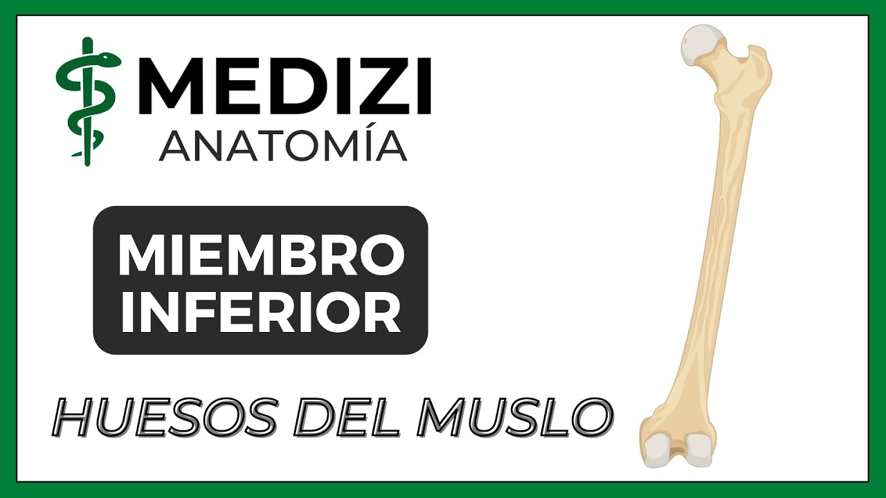 Anatomía de Miembro Inferior (MMII) - Fémur y Rótula [NUEVA VERSIÓN]