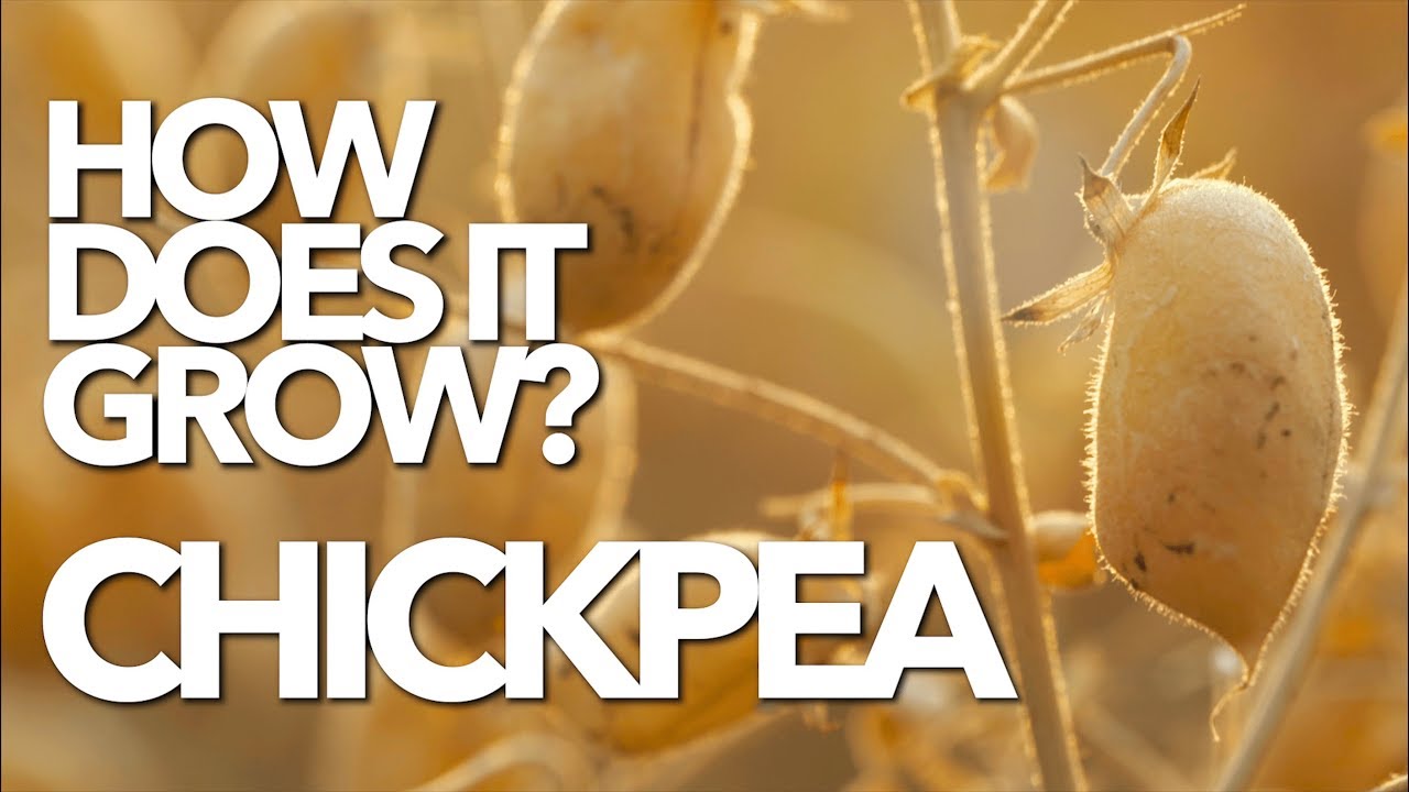 CHICKPEA | How Does it Grow? (Garbanzo)