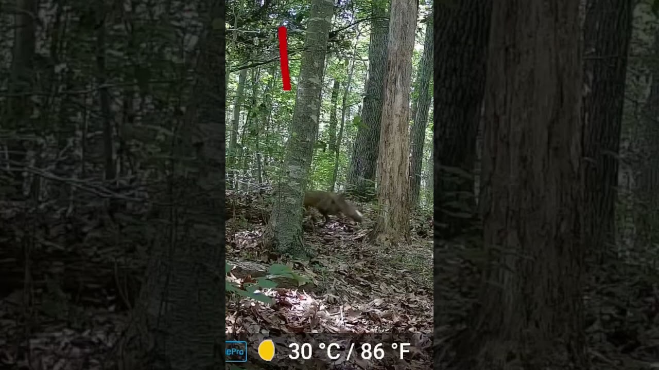 Fox trail cam capture x2! 