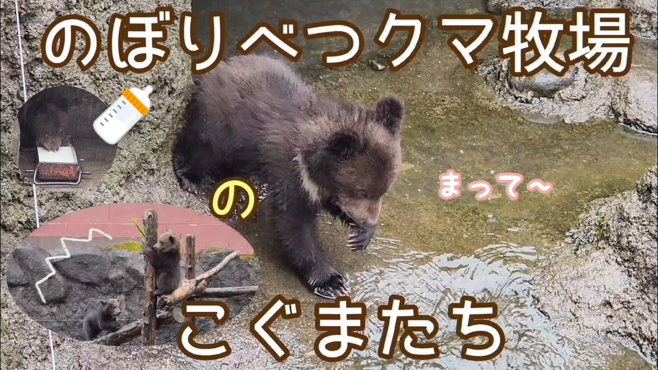 １月、２月生まれの5頭のこぐまたち【のぼりべつクマ牧場】もう赤ちゃんじゃないもん