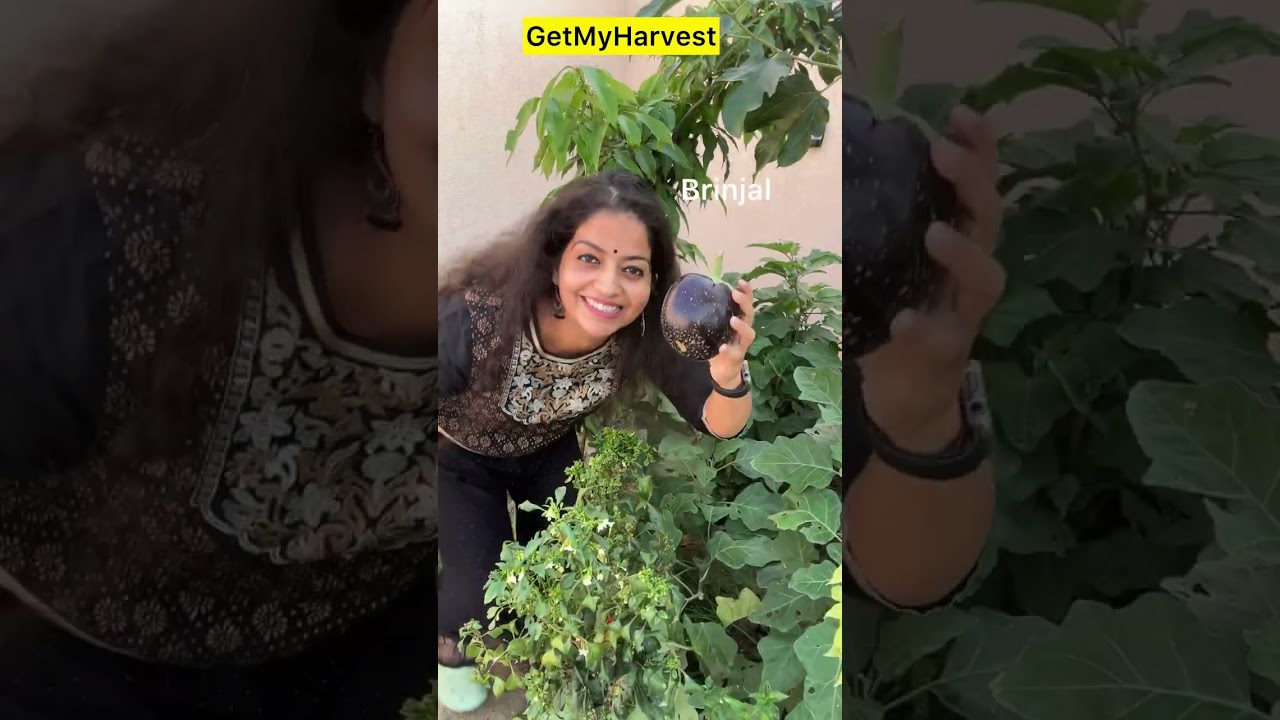October mein harvesting aur masti | Plants nahi ugate phir bhi video dekho #shorts
