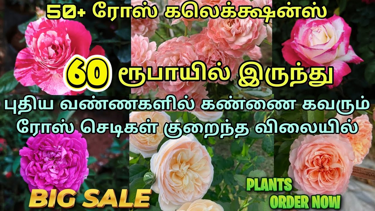 60 ரூபாய் முதல் புதிய புதிய ரோஸ் கலெக்க்ஷன்ஸ் உங்களுக்காக #rosegarden