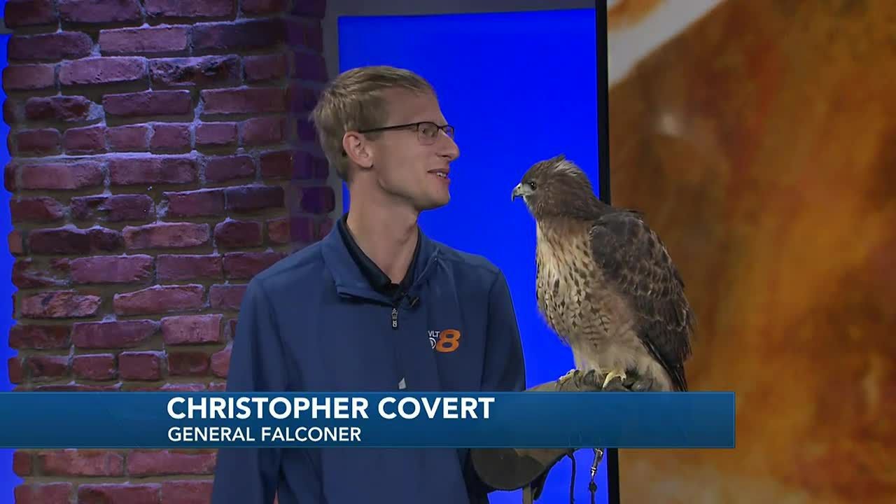 Meet Avery the red-tailed hawk for World Falconry Day
