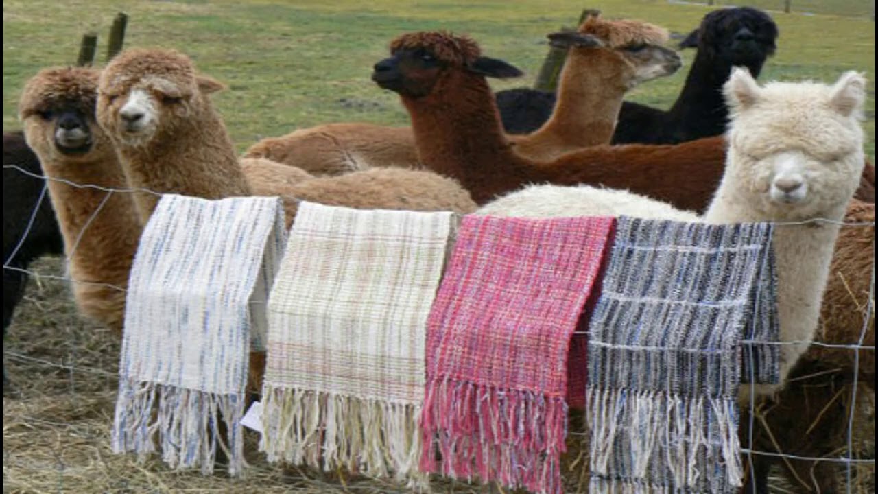 TRANSFORMACIÓN Y COMERCIALIZACIÓN INNOVATIVA  TEXTIL-ARTESANÍA DE LA FIBRA DE ALPACA EN ANTABAMBA