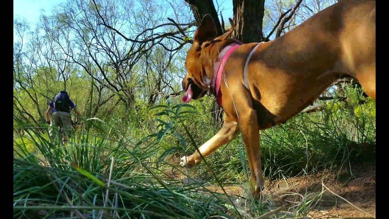 Alice the trail dog's 1st video