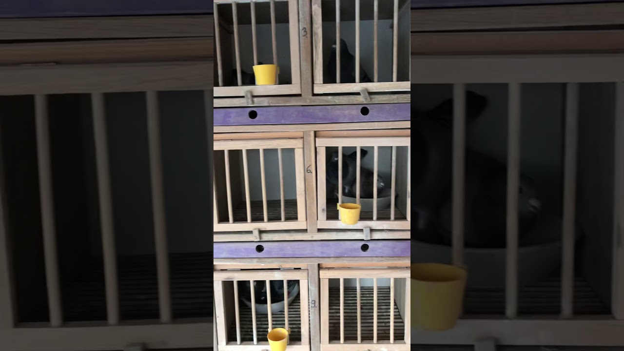 Pigeons verseny galambok párosítása!