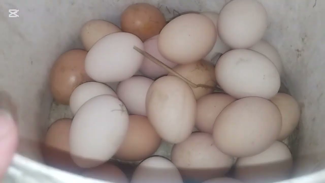 409. Pieczarki, rzodkiewka i liczymy jajka 🥰