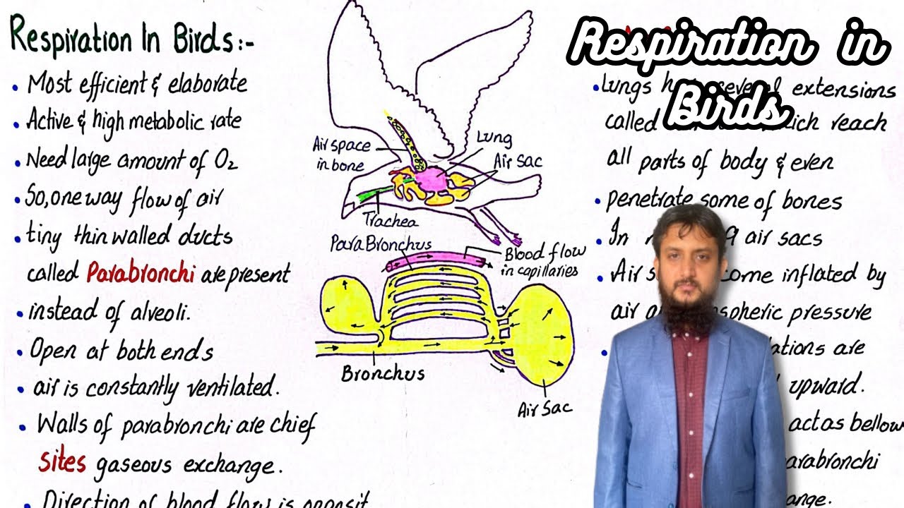 Respiration in Birds