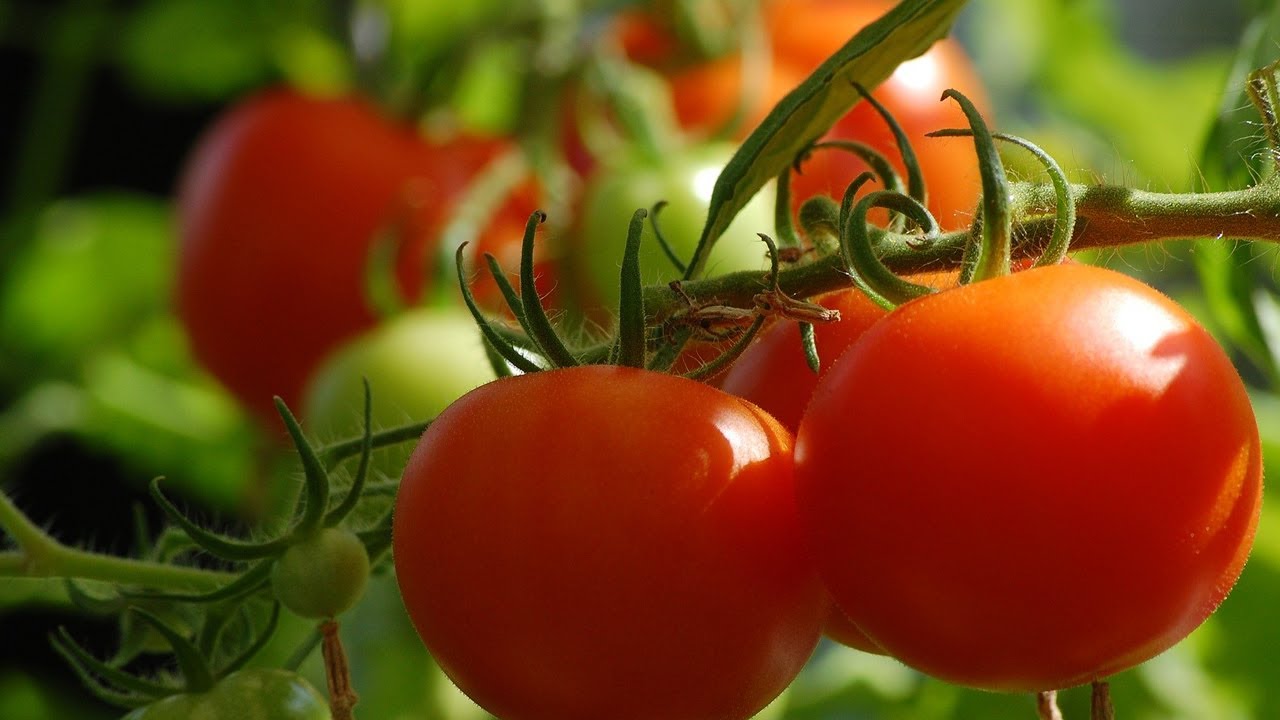 طريقة استخراج و زراعة بذور الطماطم في المنزل من ثمرة طماطم عادية