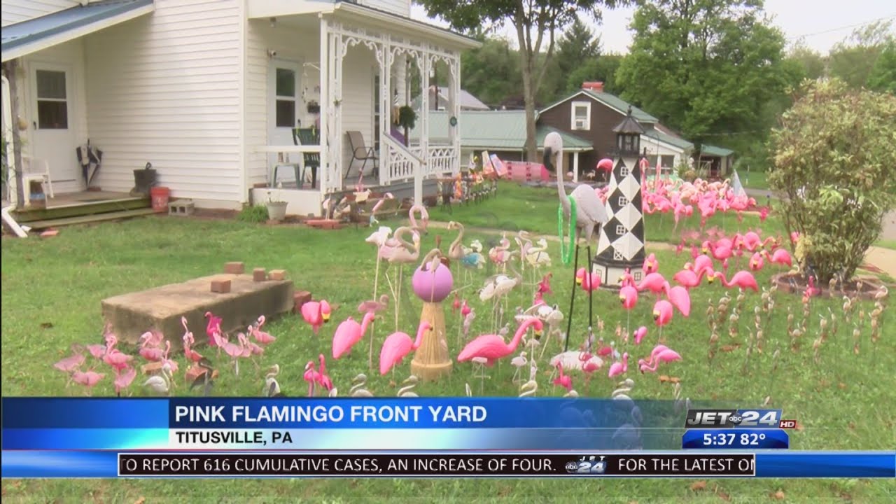 Titusville man decorates front lawn with 300 pink flamingos