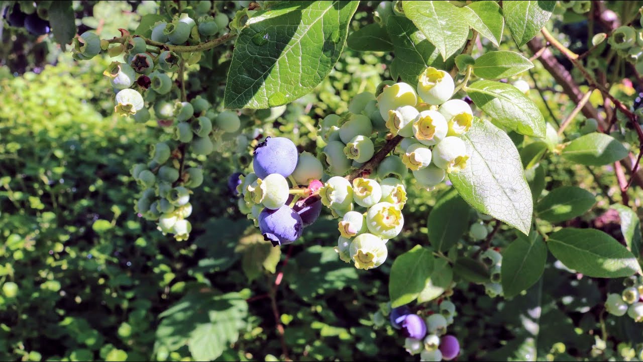 My Favorite BIG & TASTY Blueberry Varieties