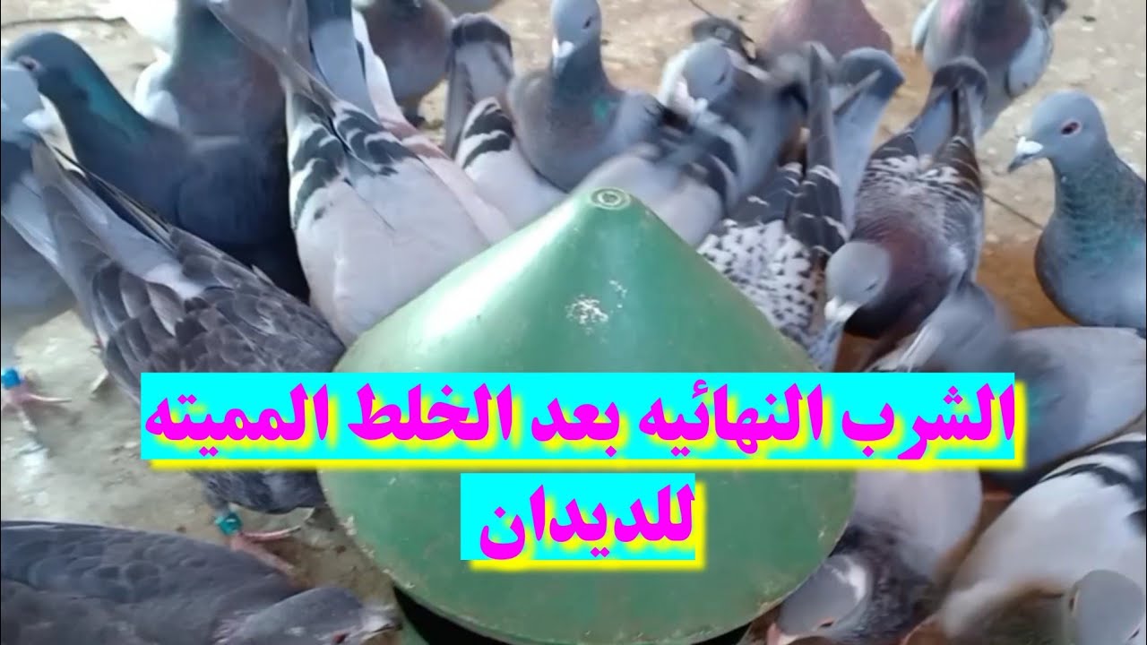 الشربة النهائية بعد الخلطة المميتة للديدان