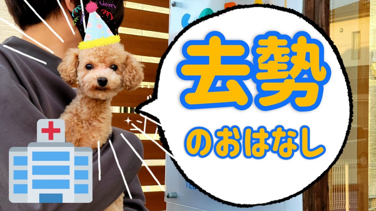 【去勢手術】去勢について