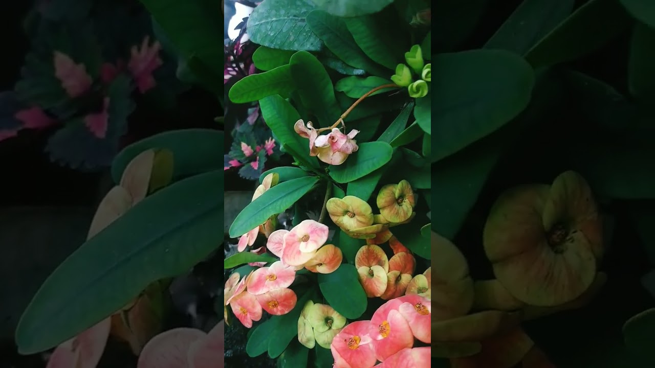 Crown of thorns flower| beautiful flowers| #hobby #hobbygardener #hobbygarden #hobbygardening