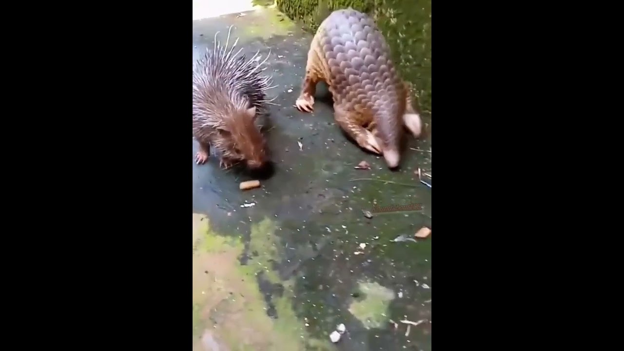 porcupine Hit Pangolin