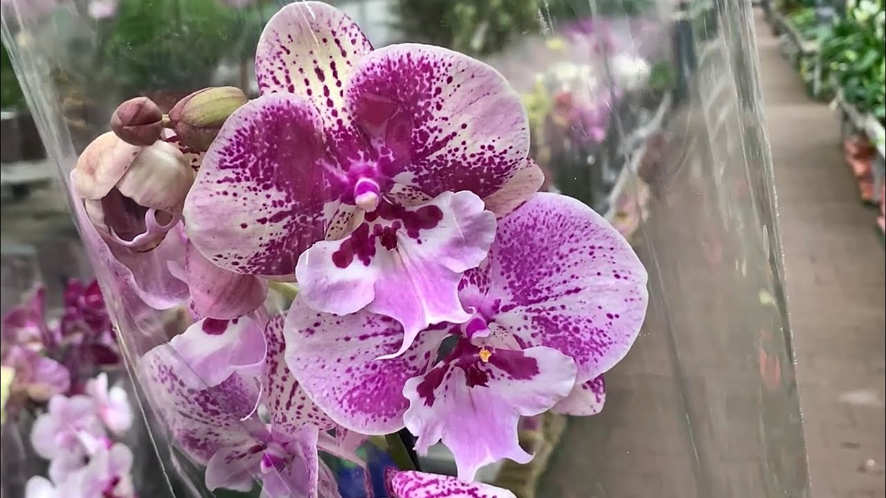 ОБИ-Лахта. Небольшая поставка прекрасных ОРХИДЕЙ - посмотреть/полюбоваться. Приглашение на фест.