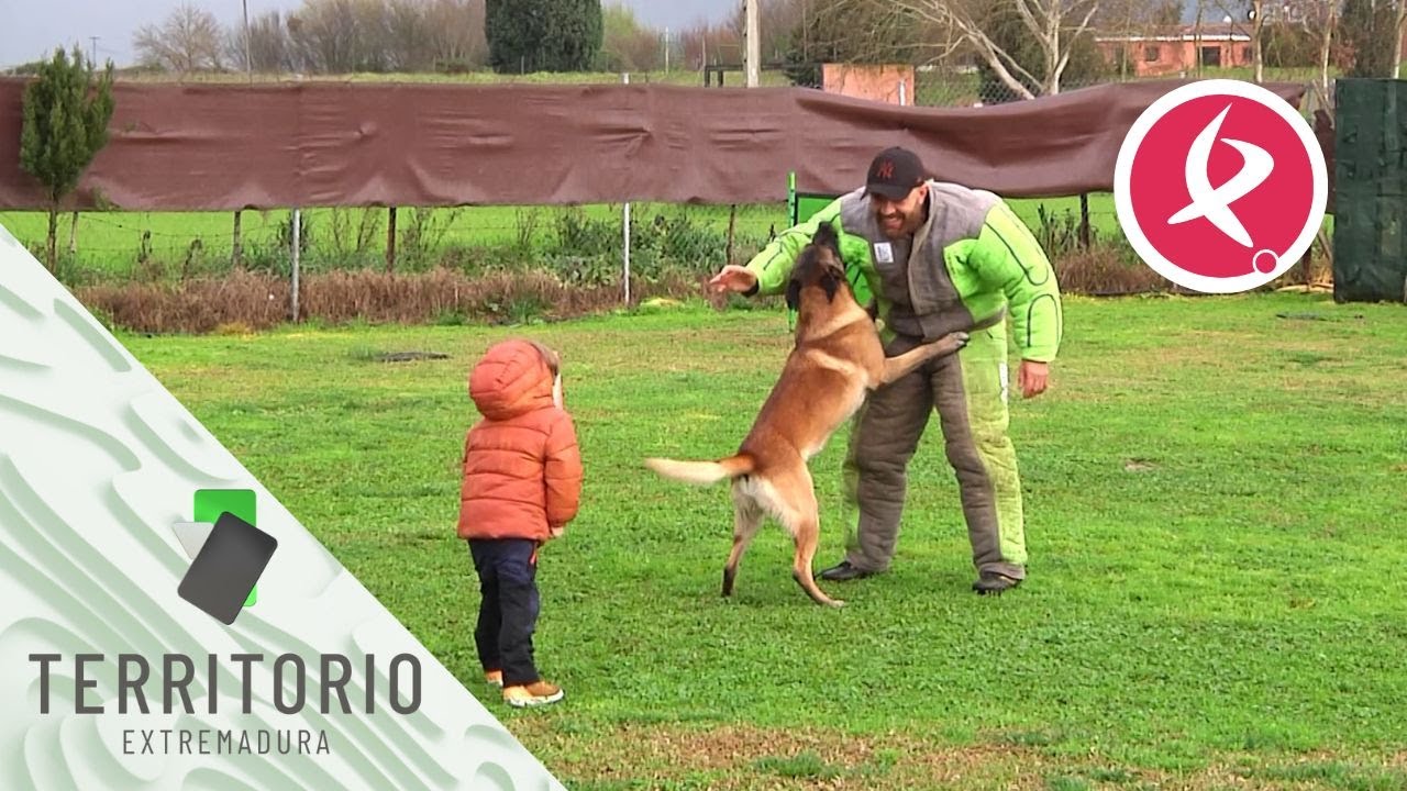 El Mondioring, deporte canino para seleccionar a los “super perros” | Territorio Extermadura