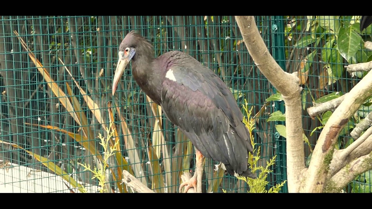 Abdim's Stork (Ciconia abdimii) - Bird & Animal Center