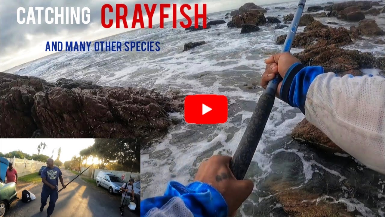 Catching Crayfish And Many Other Species