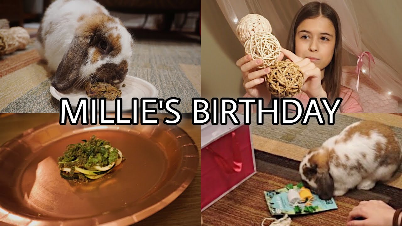 DIY No-Bake Cake For Your Bunny, Rabbit Haul & More !! (Millie's Birthday Vlog)