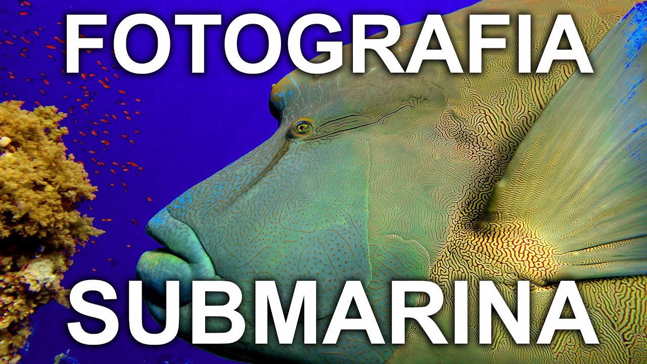 FOTOGRAFIA SUBMARINA | PORQUE ES TAN DIFERENTE A LA FOTOGRAFIA EN EL AIRE | BAB - BUENOS AIRES BUCEO