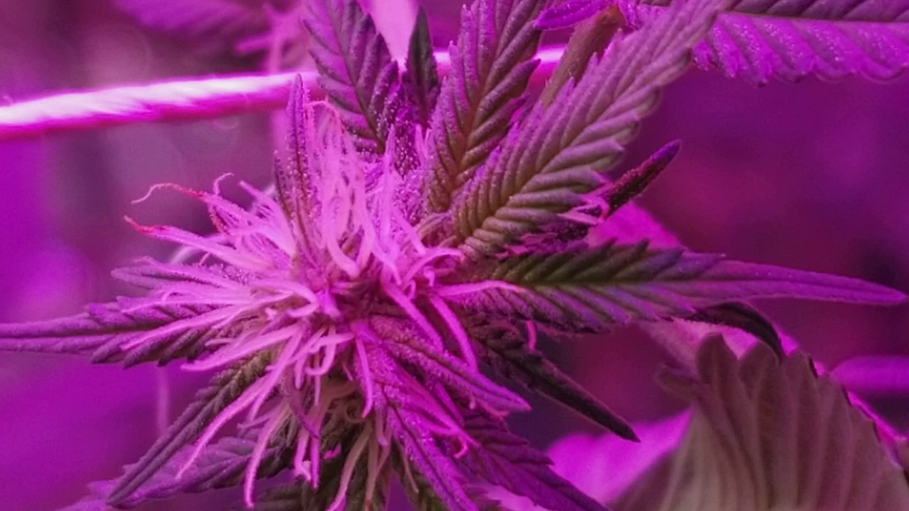 My LED bud grow