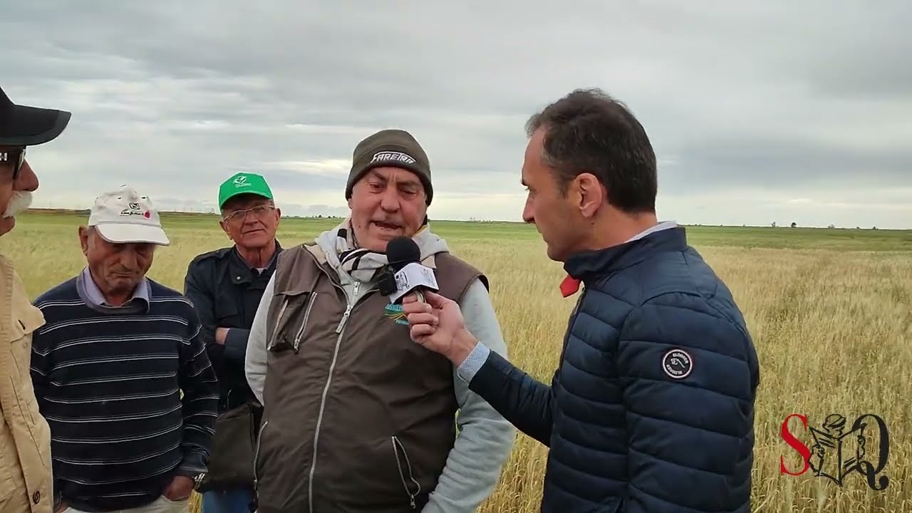 Caldo e siccità minacciano la produzione di Grano tra Manfredonia e Foggia. “Qui moriremo tutti”