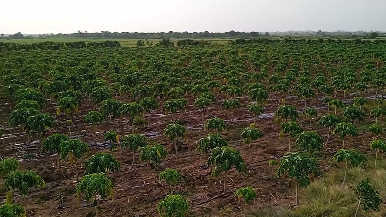 PURE ORGANIC FARMING