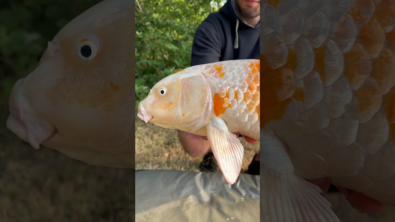 Was ein geiler Koi 🤩 