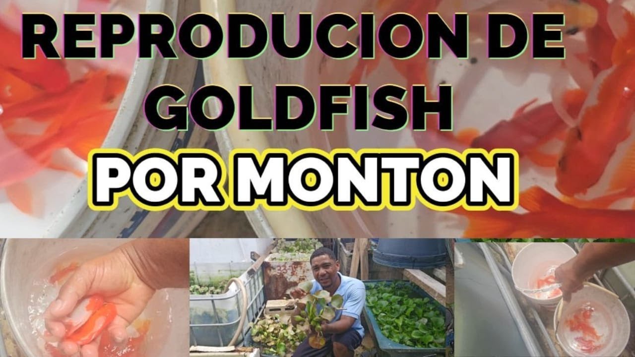 Reproducion de peces goldfish