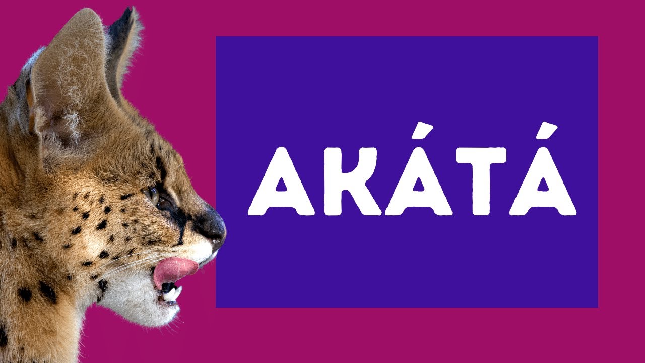 Ak&aacute;t&aacute; (Akata): Meaning and Usage of the Word | First Rough Attempt