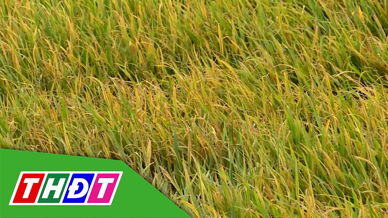 Quản lý rầy phấn trắng vụ Hè thu | Kiến thức nông nghiệp - 15/3/2026 | THDT