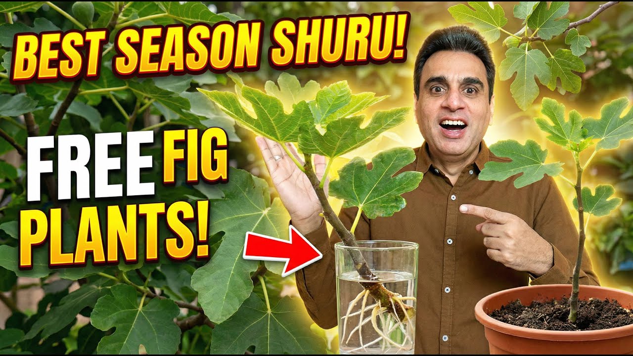 Best Season to Grow Plants from Cuttings  | How to Grow Plants from Branch Cutting at Home