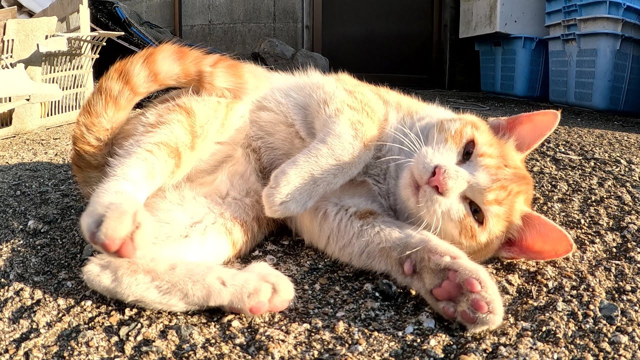 Котенок бегал у моих ног и мешал мне вернуться домой.