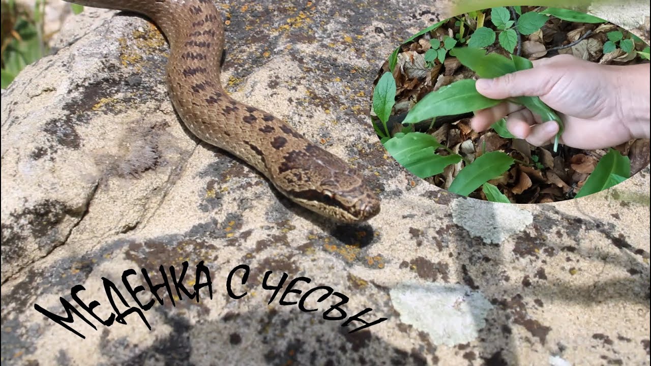 МЕДЕНА ЗМИЯ С ЧЕСЪН Smooth snake Coronella austriaca #herping #animals #reptiles #herpetology#snake