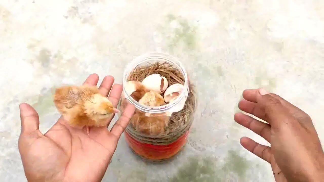 Como Chocar Ovos em Casa Sem Incubadora &ndash; M&eacute;todo Simples e Eficiente! 🐣🌱