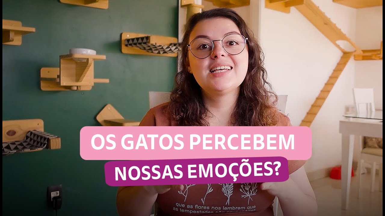 Como Fortalecer a Conexão com Seu Gato | Com Whiskas Sachê