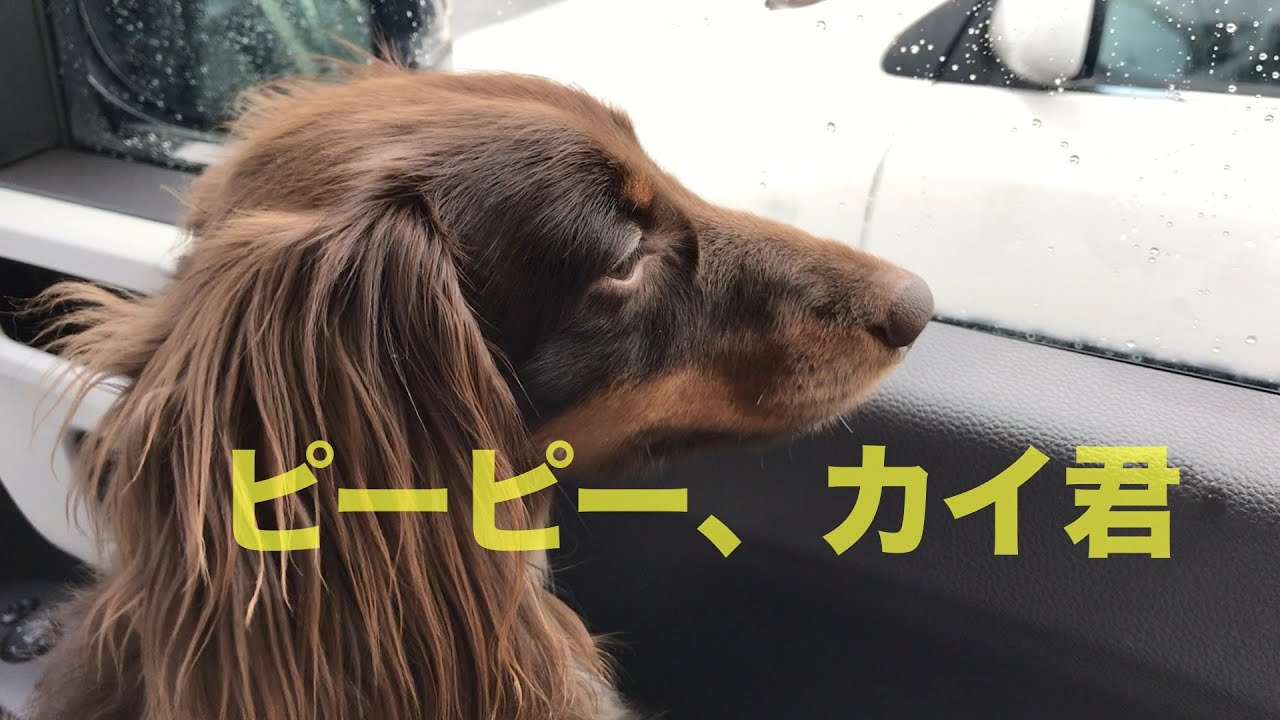 【ミニチュアダックス】ピーピー泣く、甘えん坊ワンコ