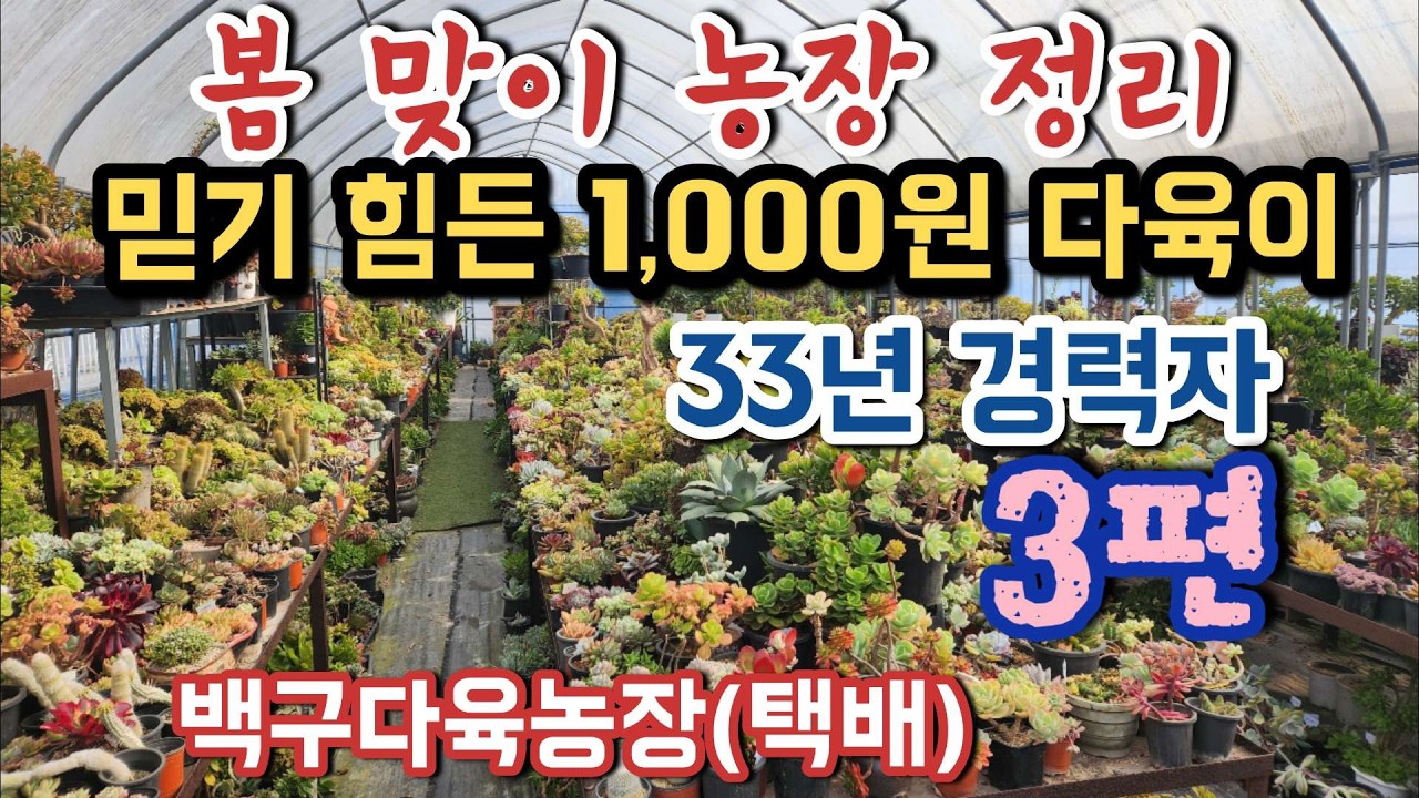 (택배함)다육이 1,000원에도 판매하는 농장 정리 현장 ㅣ#백구다육농장 #다육이판매 #국민다육이 #청법사철화 #에오니옴 #꽃피는염자 #창다육 ㅣ #신쌤의다다육선